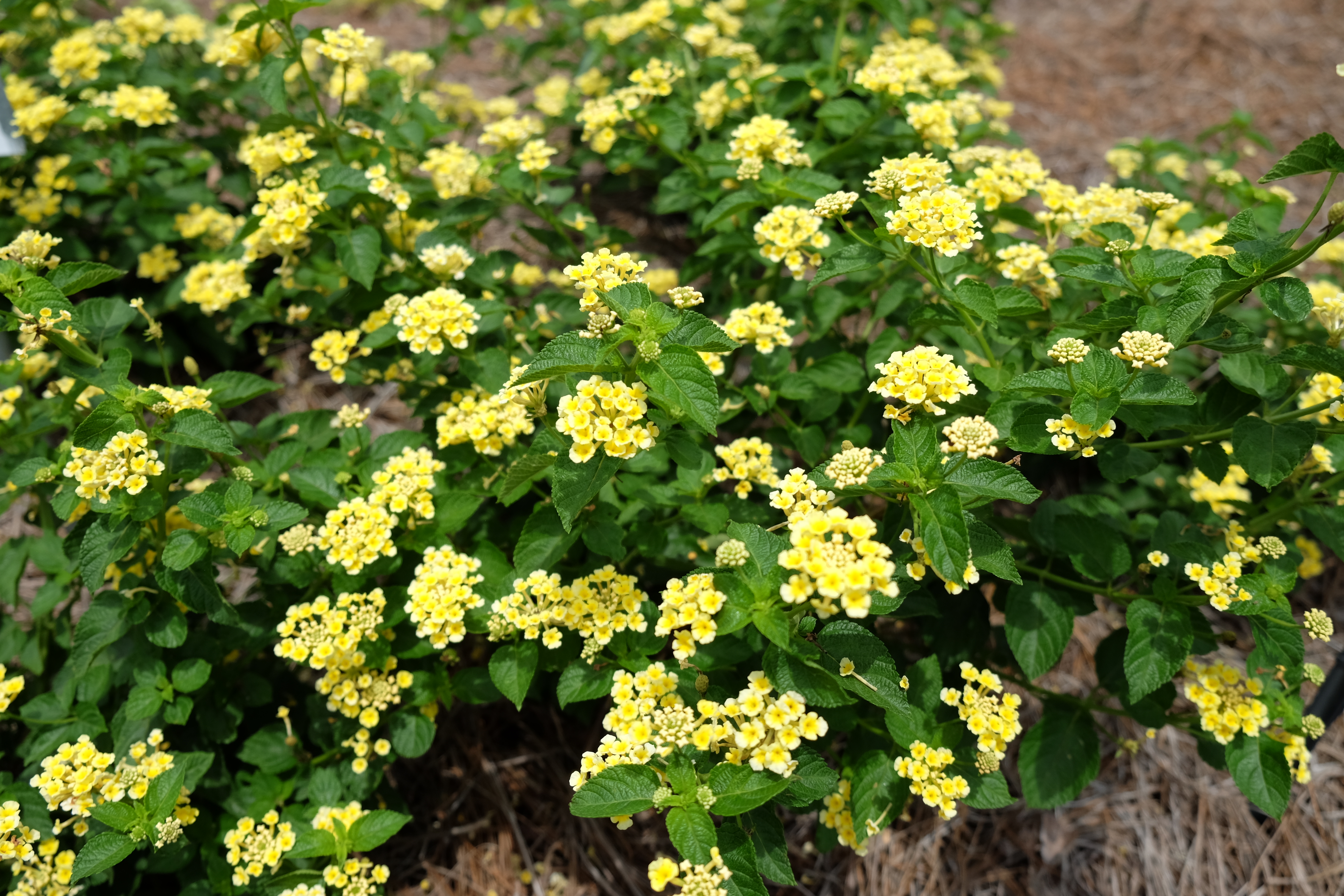 Luscious citron lantana camaraJPG